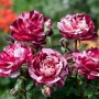 Rožė (Rosa) 'New Imagine'